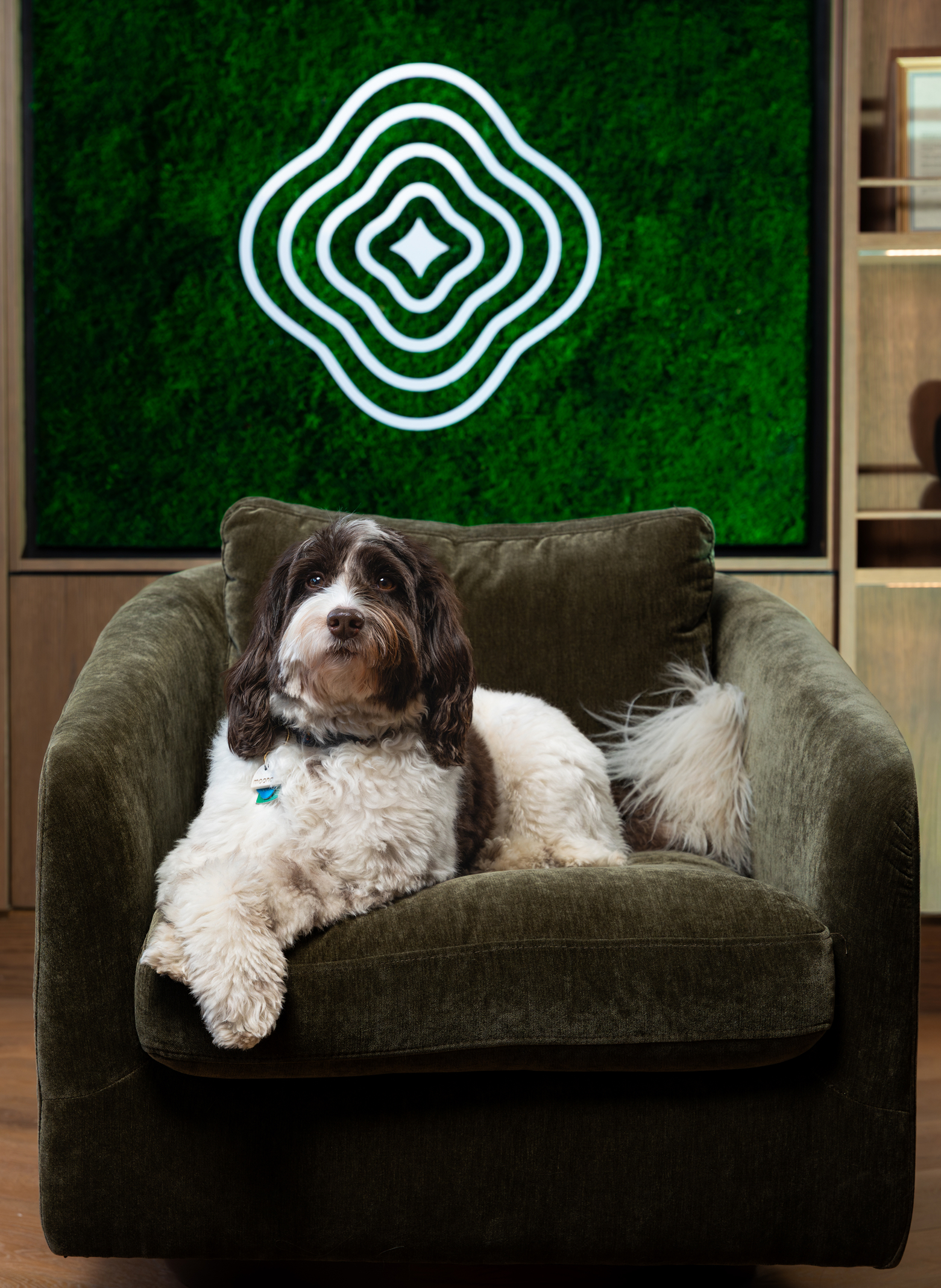 Moona the dog lounges on a green velvet armchair, with a green wall and a modern white geometric design in the background.